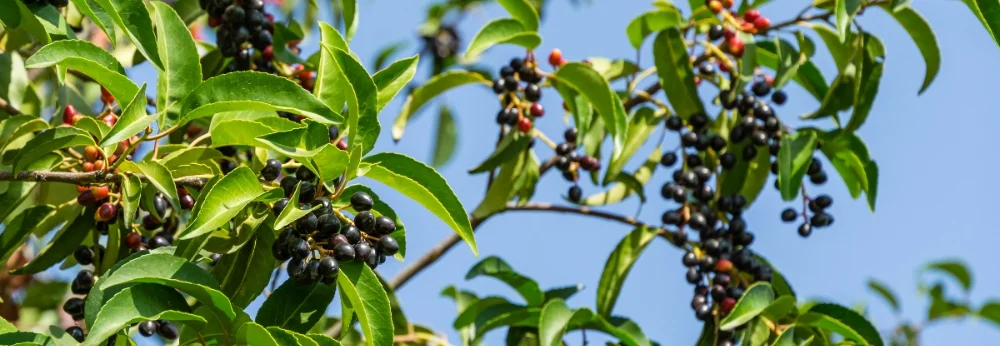 Schwarze Beeren an einem Strauch
